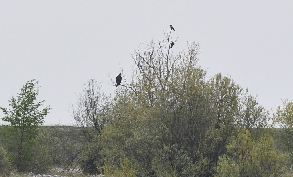 Aquila reale?
